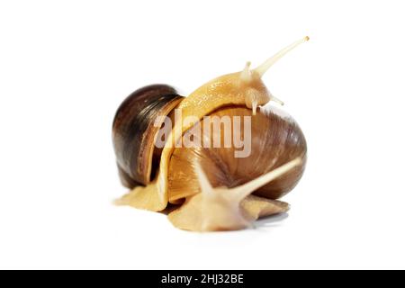 Escargot sur fond blanc.Escargot d'Achatina.Cosmologiste à domicile.Deux escargots ensemble.Animal domestique.Pour la publicité Banque D'Images