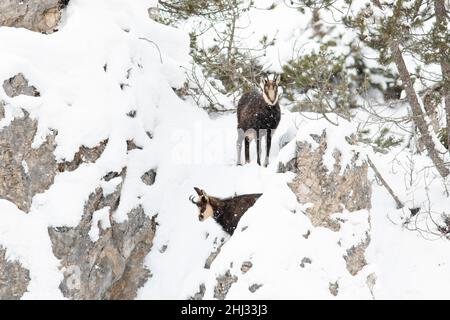 Chamois (Rupicapra rupicapra), chamois et fauve sur une pente raide enneigée, Tyrol, Autriche Banque D'Images