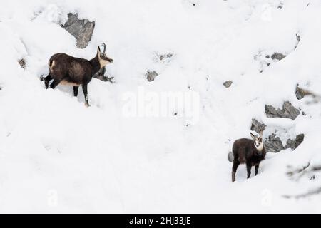 Chamois (Rupicapra rupicapra), chamois et fauve sur une pente raide enneigée, Tyrol, Autriche Banque D'Images