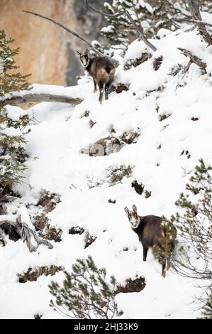 Chamois (Rupicapra rupicapra), chamois et fauve sur une pente raide enneigée, Tyrol, Autriche Banque D'Images