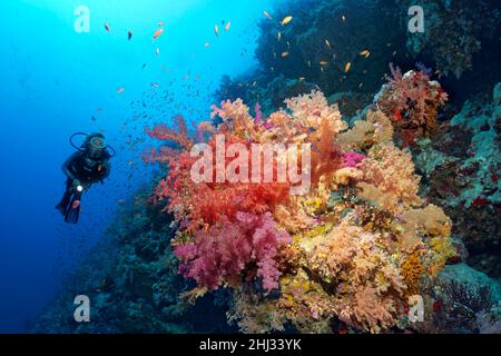 Plongeur, paysage sous-marin sur le mur du récif de corail, recouvert de coraux doux de différentes couleurs, coraux doux de klunzinger (Dendronephthya klunzingeri) Banque D'Images