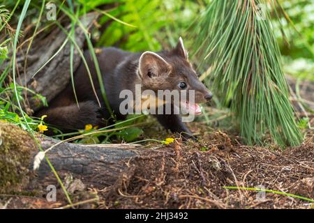 American Pine Marten (Martes americana) Kit bouche ouverte sous Pine Summer - animal captif Banque D'Images