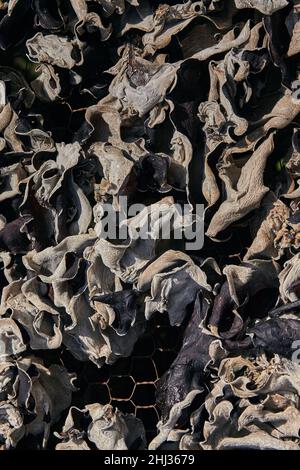 Vue rapprochée des champignons secs. Banque D'Images