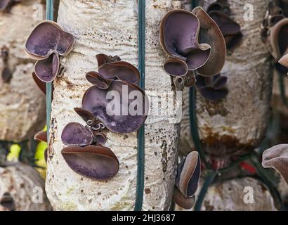 Les Juifs épis de champignons ou le champignon de l'oreille de gelée (Auricularia auricula-judae) poussent à la ferme et sont prêts à récolter.Il est très largement utilisé dans le coo asiatique Banque D'Images