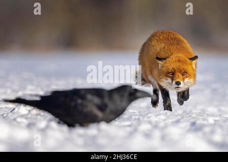 Renard roux (Vulpes vulpes) querelle avec un corbeau commun, se faufiler, Réserve de biosphère de l'Elbe moyen, Saxe-Anhalt, Allemagne Banque D'Images