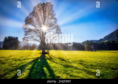 DE - BAVIÈRE : dernier soleil d'automne à Wackersberg près de Bad Tölz, Oberbayern Banque D'Images