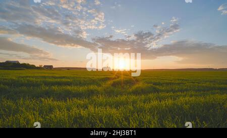 Coucher de soleil d'été sur un champ de jeune blé. Banque D'Images