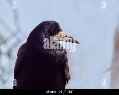 Gros plan d'un Rook Corvus frugilegus un membre intelligent de la famille des corneets - Somerset UK Banque D'Images