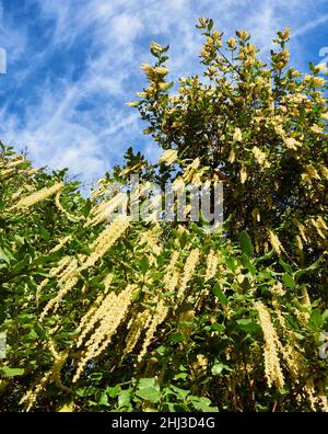 Garrya elliptica la bague de soie de pampille en janvier montrant long pendous catkin comme des ratons laveurs qui ornent le jardin d'hiver - Somerset Royaume-Uni Banque D'Images