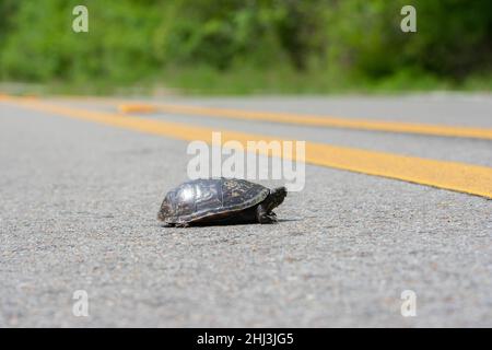 Mississippi Mud Turtle (Kinosternon subrubrum hipporepis) de Jefferson Parish, Louisiane, États-Unis. Banque D'Images