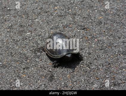 Mississippi Mud Turtle (Kinosternon subrubrum hipporepis) de Jefferson Parish, Louisiane, États-Unis. Banque D'Images