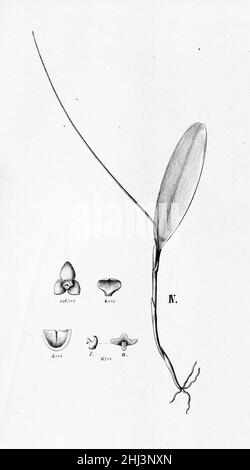 Stelis paquerensis (comme Stelis puberula)- découpe de FL.BR.3-4-81. Banque D'Images