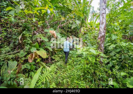 Partez en randonnée dans le parc national naturel d'Amacayacu, Amazone, Colombie. Banque D'Images