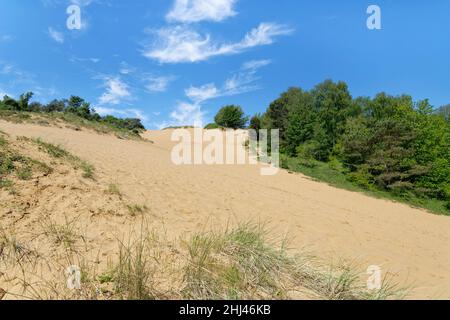 La dune de sable « Big Dipper », l’une des plus hautes dunes d’Europe à 200ft, Merryr Mawr Warren NNR, Glamorgan, pays de Galles, Royaume-Uni, mai. Banque D'Images