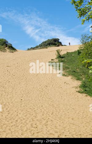 Coureur sur le point de descendre la dune de sable « Big Dipper », l'une des plus hautes dunes d'Europe à 200ft, Merthyr Mawr Warren NNR, Glamourgan, pays de Galles, Royaume-Uni, mai. Banque D'Images