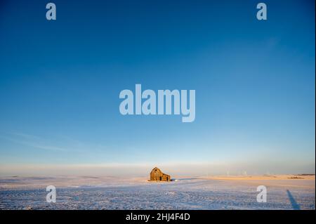 Ancienne grange dans un champ d'hiver en Alberta, Canada avec ciel bleu. Banque D'Images
