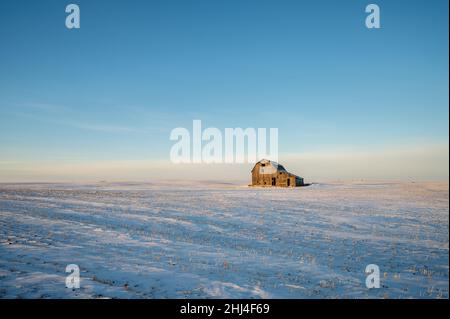 Ancienne grange dans un champ d'hiver en Alberta, Canada avec ciel bleu. Banque D'Images