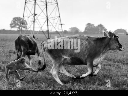 L'agriculteur Herbert Browning, de Woodmancote, Sussex, n'a jamais de souci quant à la sécurité de son troupeau de trente génisses de Jersey.« gingembre » le singe les garde jour et nuit.« par la présente, il y a une queue », que « Ginger » ne peut pas tout à fait saisir tout en traquant un de ses troupeaux.14th octobre 1956 Banque D'Images