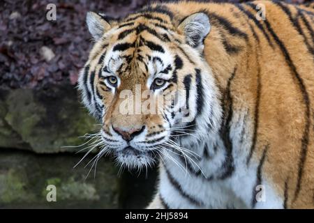 Brugelette.26th janvier 2022.Photo prise le 26 janvier 2022 montre un tigre de Sibérie au zoo de Pairi Daiza à Brugelette, Belgique.La nouvelle année lunaire chinoise, l'année du tigre, tombe le 1 février de cette année.Credit: Zhang Cheng/Xinhua/Alay Live News Banque D'Images