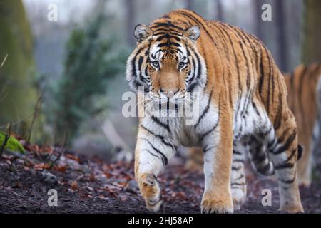 Brugelette.26th janvier 2022.Photo prise le 26 janvier 2022 montre un tigre de Sibérie au zoo de Pairi Daiza à Brugelette, Belgique.La nouvelle année lunaire chinoise, l'année du tigre, tombe le 1 février de cette année.Credit: Zhang Cheng/Xinhua/Alay Live News Banque D'Images