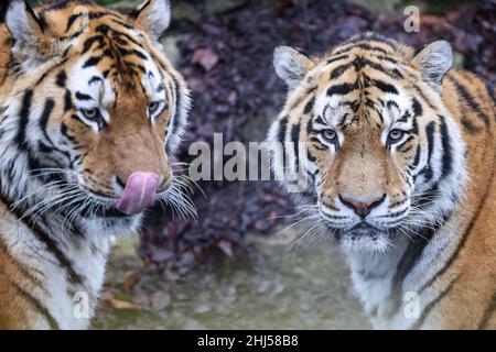 Brugelette.26th janvier 2022.Photo prise le 26 janvier 2022 montre deux tigres sibériens au zoo de Pairi Daiza à Brugelette, Belgique.La nouvelle année lunaire chinoise, l'année du tigre, tombe le 1 février de cette année.Credit: Zhang Cheng/Xinhua/Alay Live News Banque D'Images