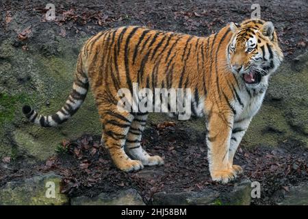 Brugelette.26th janvier 2022.Photo prise le 26 janvier 2022 montre un tigre de Sibérie au zoo de Pairi Daiza à Brugelette, Belgique.La nouvelle année lunaire chinoise, l'année du tigre, tombe le 1 février de cette année.Credit: Zhang Cheng/Xinhua/Alay Live News Banque D'Images