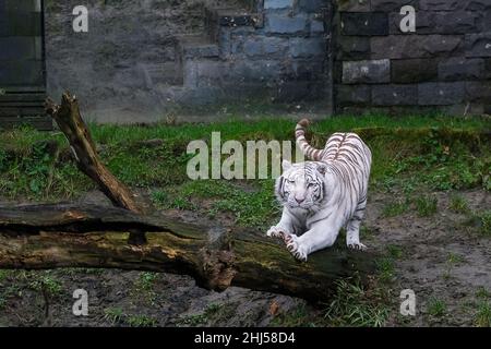 Brugelette.26th janvier 2022.Photo prise le 26 janvier 2022 montre un tigre du Bengale blanc au zoo de Pairi Daiza à Brugelette, en Belgique.La nouvelle année lunaire chinoise, l'année du tigre, tombe le 1 février de cette année.Credit: Zhang Cheng/Xinhua/Alay Live News Banque D'Images