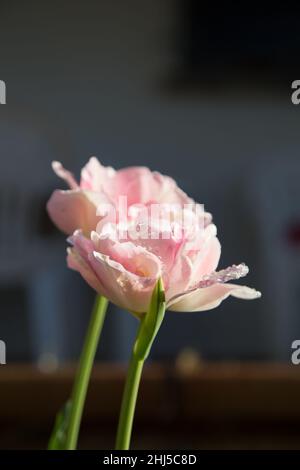 Un cliché vertical de tulipes de pivoine rose avec un arrière-plan flou Banque D'Images