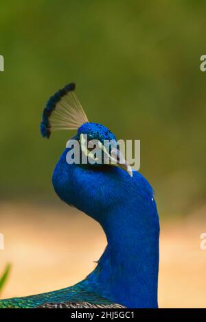 Peacock close up head shot Banque D'Images