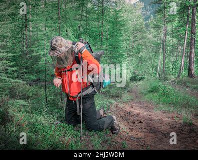 30th de juillet 2018, Russie, région de montagne de Kodar, le voyageur choisit des baies colorées Banque D'Images