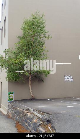 Dans un parking dégradé, un arbre pousse fortement hors d'une fissure dans le sol, contre un bâtiment Banque D'Images