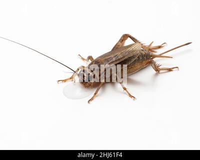 Femelle adulte de cricket maison (Aketa domesticus) boire d'une goutte d'eau.Isolé.Cette espèce est un insecte d'engraisseur standard pour l'animal et la rénée Banque D'Images