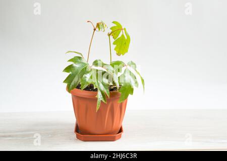 Plante maison Rhoicissus dans un pot.Maison verte, soin des plantes, vigne de la variété de raisin Banque D'Images