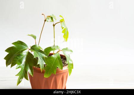 Plante maison Rhoicissus dans un pot.Maison verte, soin des plantes, vigne de la variété de raisin Banque D'Images