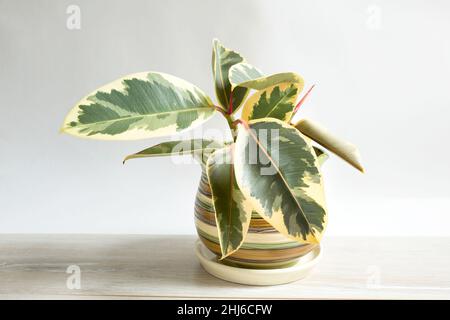 Fiche variegate en caoutchouc ficus gros plan avec une ouverture de bourgeons avec une nouvelle feuille jeune.Soin des plantes à domicile, culture, arrosage et fertilisation.Abidjan, vari Banque D'Images