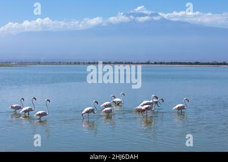 Les flamants les plus petits et les plus grands marchent dans le lac, parc national d'Amboseli, Kenya Banque D'Images