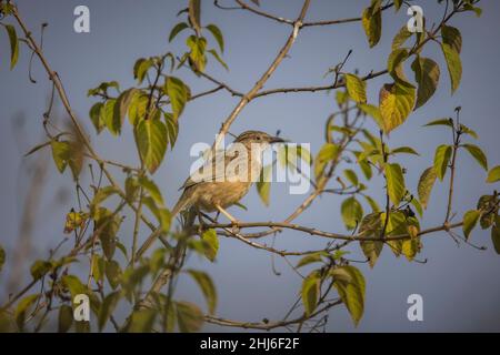 Common Babbler, Argya caudata, Panna Tiger Reserve, Madhya Pradesh, Inde Banque D'Images