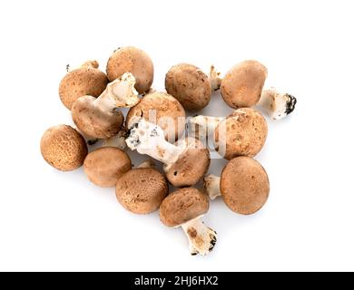 Agaricus bisporus devant un fond blanc Banque D'Images