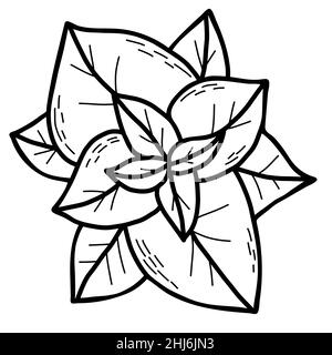 Belles feuilles de plantes à la menthe.Plante médicinale et épicée herbacée parfumée.Illustration vectorielle.Dessin à la main linéaire en forme de doodle, contour pour desi Illustration de Vecteur