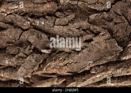 Texture de l'écorce en relief de l'ancien motif de bois d'arbre, photographie macro. Nature photo panoramique de la texture de l'arbre surface résumé arrière-plan, utilisation Banque D'Images