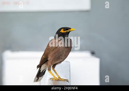 Myna commune, Acridotheres tristis, Jhalana, Rajasthan, Inde Banque D'Images