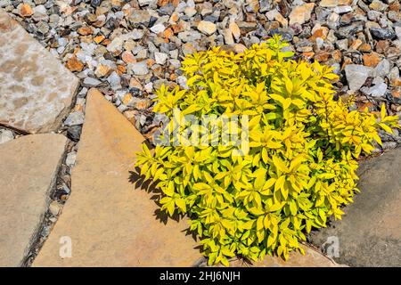 Spiraea japonica Golden Princess - variété de spirea japonaise Golden Princess - buisson nain ornemental avec feuilles jaunes dans un jardin de source pierreux.Décorati Banque D'Images