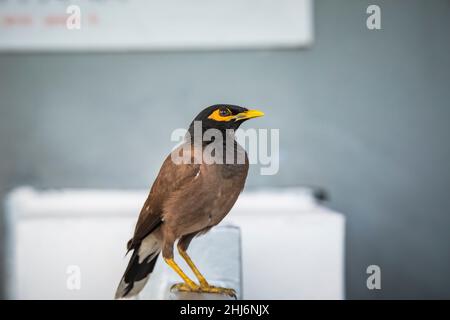 Myna commune, Acridotheres tristis, Jhalana, Rajasthan, Inde Banque D'Images