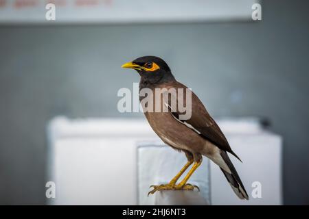 Myna commune, Acridotheres tristis, Jhalana, Rajasthan, Inde Banque D'Images