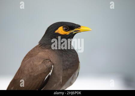 Myna commune, Acridotheres tristis, Jhalana, Rajasthan, Inde Banque D'Images