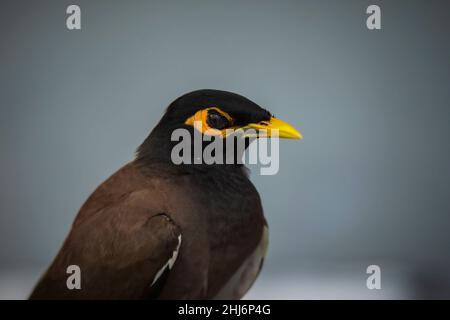 Myna commune, Acridotheres tristis, Jhalana, Rajasthan, Inde Banque D'Images