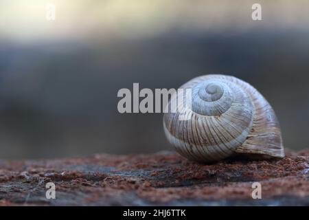 Macro gros plan d'une coquille d'escargot en spirale avec des rayures brunes sur une surface texturée Banque D'Images
