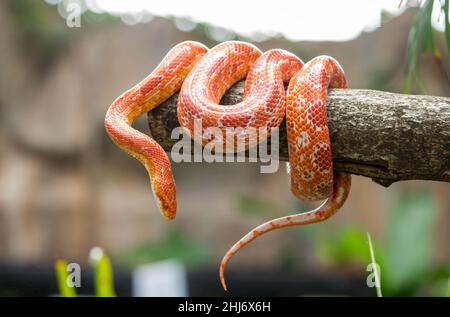 Serpent de maïs sur une branche Banque D'Images