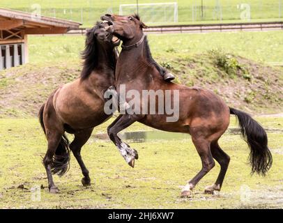 Deux chevaux sur des sabots indés dansant ensemble dans la prairie Banque D'Images