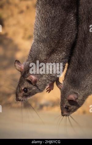 Rat chinois à ventre blanc, Niviventor confucianus, Nagaland, Inde Banque D'Images